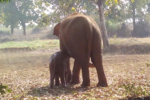 Elephant